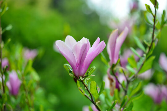 Flower Magnolia flowering against a background of flowers