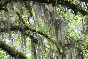 Naklejka premium tree in the forest