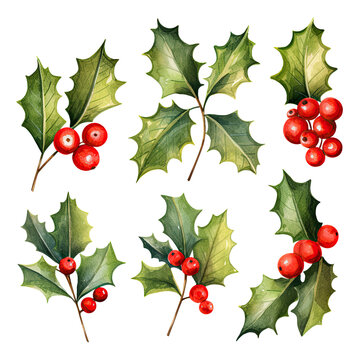 Christmas holly watercolor set, leaves with red berries on a transparent background
