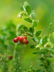Strauch der  Preiselbeere (Vaccinium vitis-idaea) mit roten Früchten.