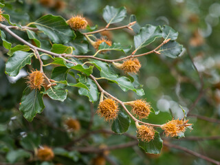 An einem kleinen Ast der Rotbuche ( Fagus sylvatica) reifen Bucheckern.