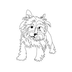 Figure haircut Yorkshire Terrier. Vector image of a standing dog.