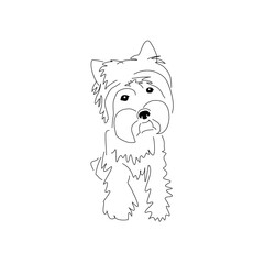 Yorkshire Terrier puppy looking interested. Vector linear drawing of a small standing dog.