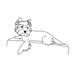 Vector drawing of a Yorkshire Terrier puppy. A sketch of a lying little dog