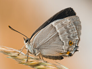 Detaillierte Nahaufnahme eines auf einem Grashalm sitzenden Eichenzipfelfalters (Favonius quercus)...