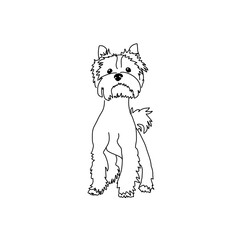 Figure haircut Yorkshire Terrier. Vector image of a standing dog.