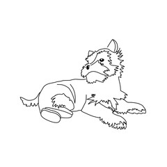 Vector drawing of a Yorkshire Terrier puppy. A sketch of a lying little dog