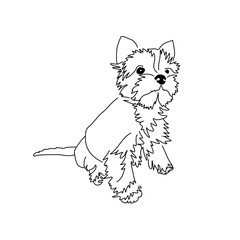 Yorkshire Terrier puppy looking interested. Vector linear drawing of a small standing dog.