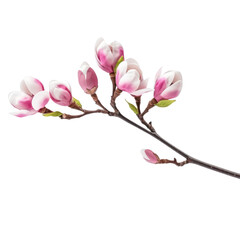 Naklejka na ściany i meble Illustration of beautiful blooming magnolia branch with pink flowers. Floral decorative element on transparent background. PNG clip art element.