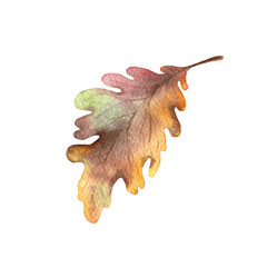 Watercolor autumn leaf isolated on white background. Seasonal foliage colored branch of oak and Ginkgo.