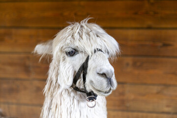 Portrait eines Lamas