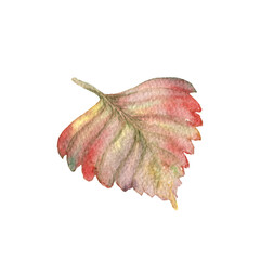 Autumn leaves watercolor painted and isolated.
