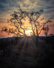 sunset in the forest
