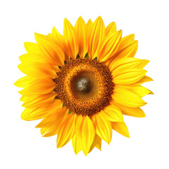 Beautiful close-up sunflower in full bloom isolated on transparent background. Png clip art floral element.