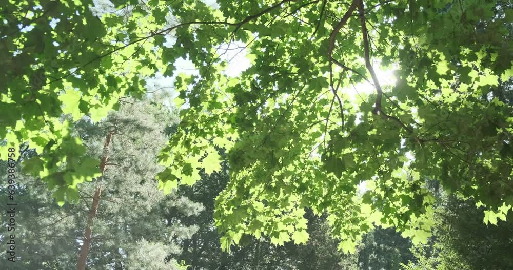 Wall mural green tree leaves in summer sunlight. bright green maple foliage sway in blow wind in spring forest.