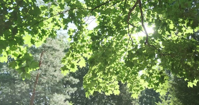 Green tree leaves in summer sunlight. Bright green maple foliage sway in blow wind in spring forest. Natural background. Sun light shine through trees leaves. Beautiful sunny garden in fresh morning