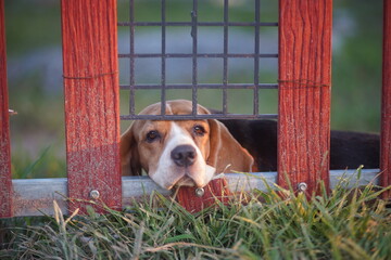 Beagle dog looking out of the broken fence gap under the sunlight outdoor.
