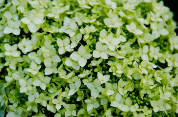 Hydrangea flowers pale green close up selective focuse nature floristic botanical photograhy
