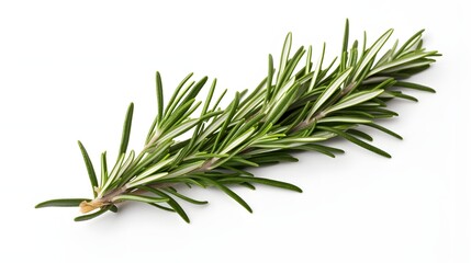 Fototapeta premium Rosemary on white background