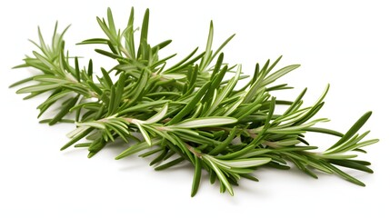 Fototapeta premium Rosemary on white background
