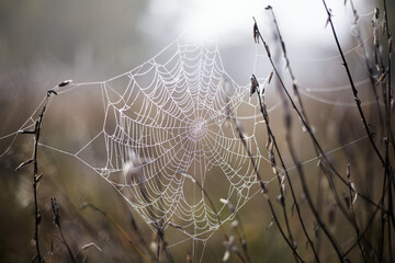 Cobweb in autumn morning dew