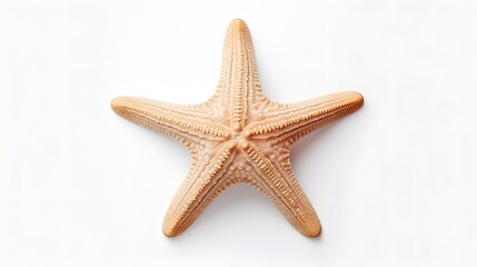 Fototapeta na wymiar Starfish on white background
