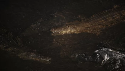 Fotobehang Nilkrokodil bei Nacht / Nile crocodile at night / Crocodylus niloticus. © Ludwig