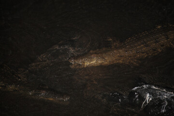 Nilkrokodil bei Nacht / Nile crocodile at night / Crocodylus niloticus.