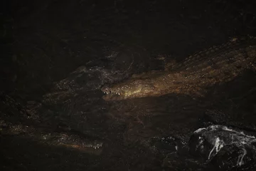 Foto op Aluminium Nilkrokodil bei Nacht / Nile crocodile at night / Crocodylus niloticus. © Ludwig