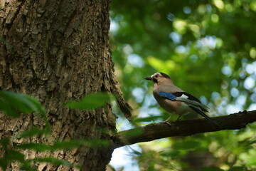 jay on a tree