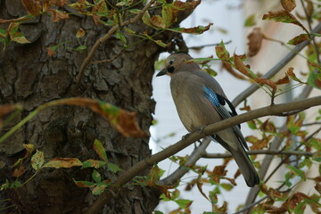 jay in the city on a tree