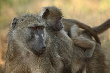 Bärenpavian / Chacma baboon / Papio ursinus