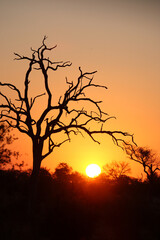 Sonnenuntergang - Kr&uuml;ger Park S&uuml;dafrika / Sundown - Kruger Park South Africa /