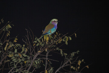 Gabelracke / Lilac-breasted roller / Coracias caudata.