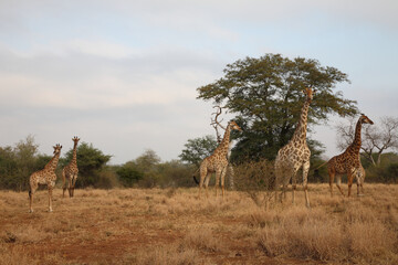 Giraffe / Giraffe / Giraffa camelopardalis