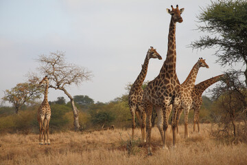 Giraffe / Giraffe / Giraffa camelopardalis