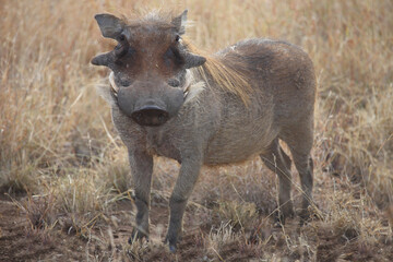 Warzenschwein / Warthog / Phacochoerus africanus