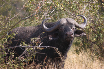Kaffernbüffel / African buffalo / Syncerus caffer