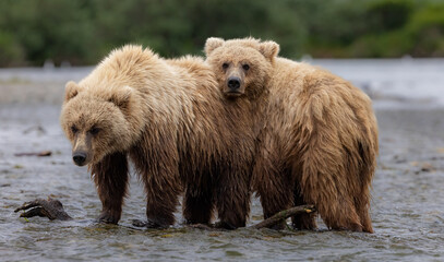 Brown Bear Cubs in Katmai, Alaska