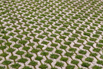 Gray paving slabs with green grass, background.