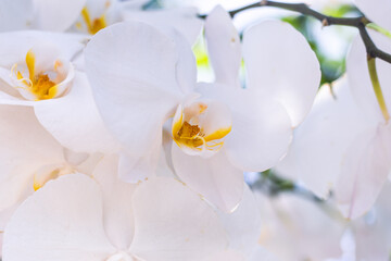 Fototapeta na wymiar Tropical flowers.White orchid close-up. Delicate floral background.