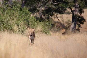 Afrikanischer Löwe / African lion / Panthera leo.