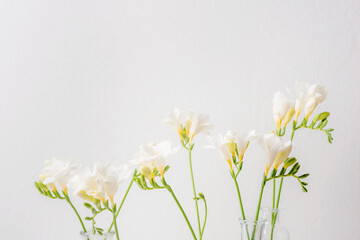 Freesia white flowers in glass vases on white background. Selective focus, copy space - obrazy, fototapety, plakaty