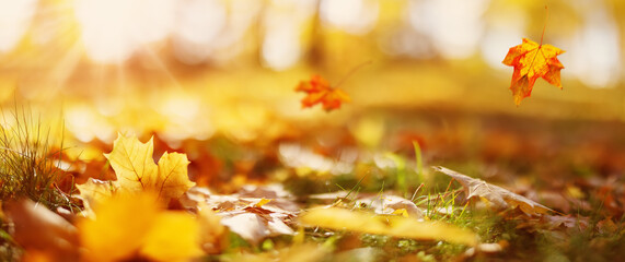 Beautiful panoramic background of the autumnal maple leaves falling and lying on the ground in...