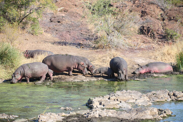 Flußpferd am Sweni River / Hippopotamus at Sweni River / Hippopotamus amphibius.