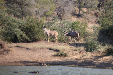 Großer Kudu / Greater kudu / Tragelaphus strepsiceros