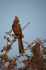 Graulärmvogel / Grey lourie or Grey go-away-bird / Corythaixoides concolor