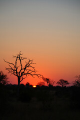 Naklejka premium Sonnenuntergang - Krüger Park - Südafrika / Sundown - Kruger Park - South Africa /