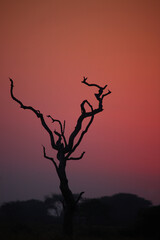 Sonnenaufgang - Krüger Park - Südafrika / Sunrise - Kruger Park - South Africa /