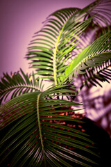 palm leaves grow in a greenhouse